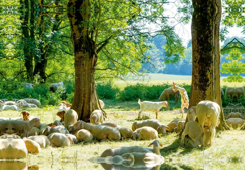 Toile textile premium Toile textile premium 45 cm x 30 cm paysage mouton 