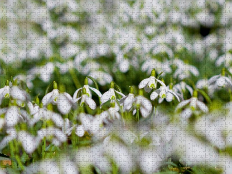 Schneeglöckchen - CALVENDO Foto-Puzzle - calvendoverlag 29.99