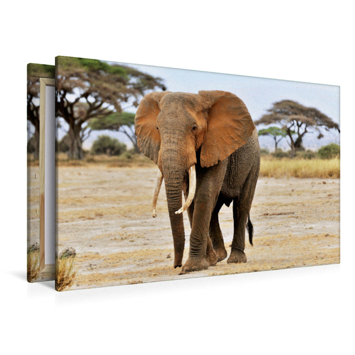 Premium Textil-Leinwand Premium Textil-Leinwand 120 cm x 80 cm quer Elefant in Amboseli