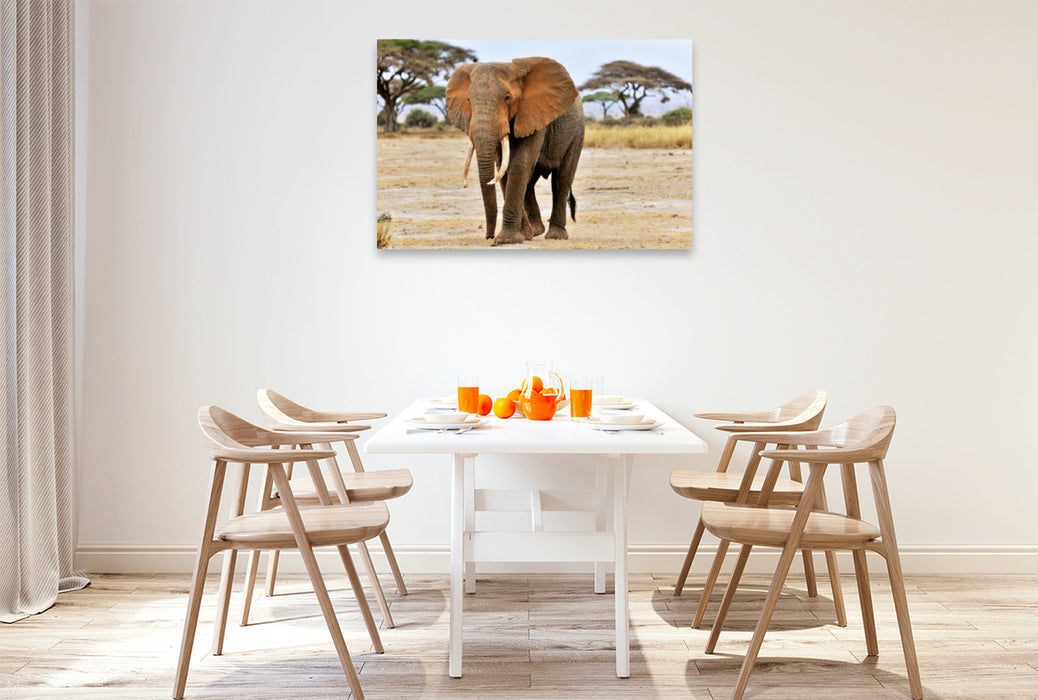 Premium Textil-Leinwand Premium Textil-Leinwand 120 cm x 80 cm quer Elefant in Amboseli