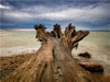 Baumstamm an der Ostseeküste - CALVENDO Foto-Puzzle - calvendoverlag 29.99