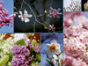 Florales zu jeder Jahreszeit - CALVENDO Foto-Puzzle - calvendoverlag 29.99