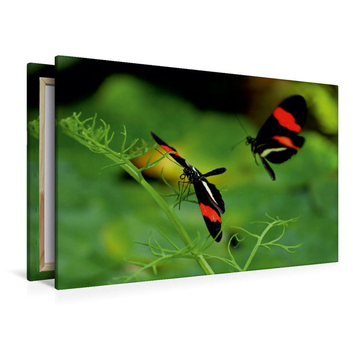 Premium Textil-Leinwand Premium Textil-Leinwand 120 cm x 80 cm quer Heliconius-Falter