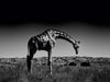 Giraffe - CALVENDO Foto-Puzzle - calvendoverlag 29.99