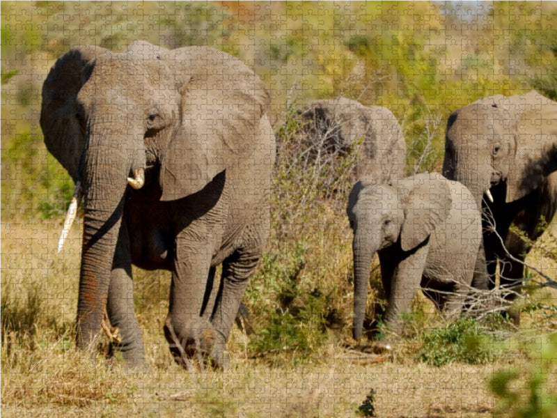 Elefantenfamilie - CALVENDO Foto-Puzzle - calvendoverlag 29.99