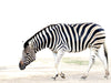Zebra - CALVENDO Foto-Puzzle - calvendoverlag 29.99