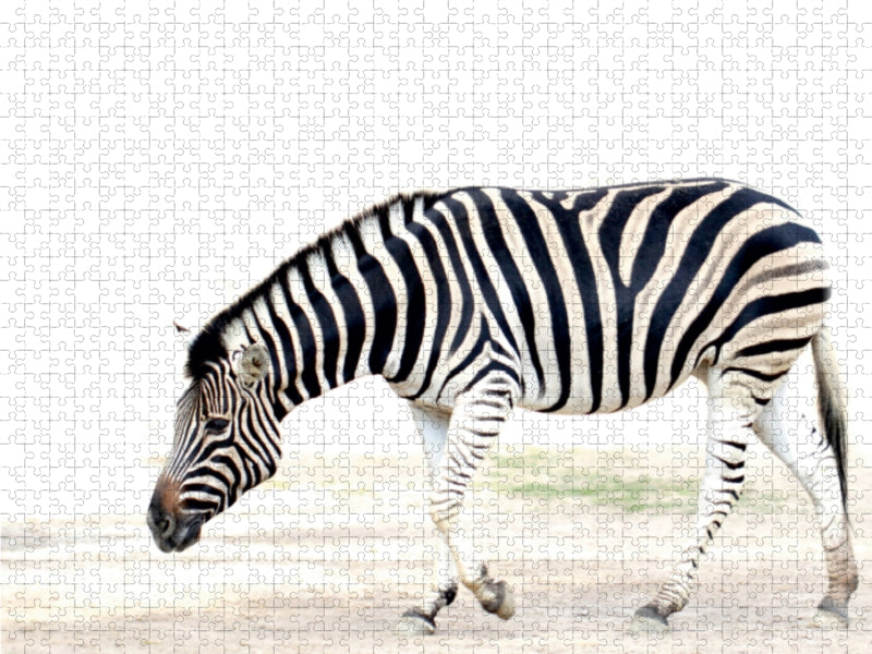 Zebra - CALVENDO Foto-Puzzle - calvendoverlag 29.99