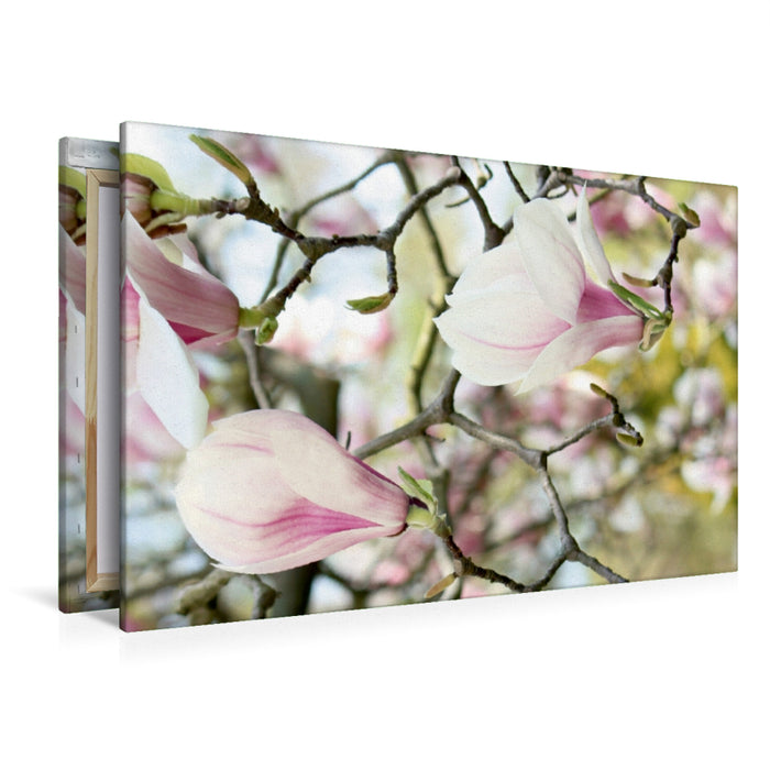 Toile textile premium Toile textile premium 120 cm x 80 cm à travers branches de magnolia 
