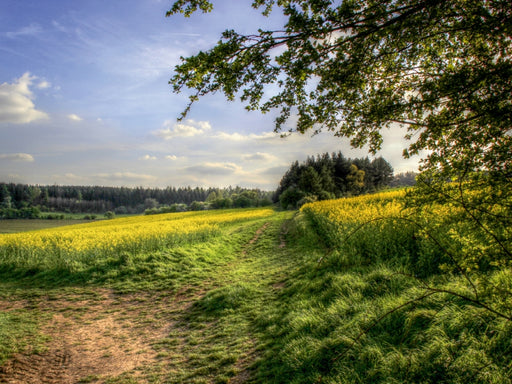 Rapsfeld in der Gegend von Mechernich - CALVENDO Foto-Puzzle - calvendoverlag 29.99