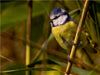 Blaumeise (Cyanistes caeruleus) - CALVENDO Foto-Puzzle - calvendoverlag 29.99