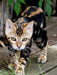 Suki - kleine Leopardin - CALVENDO Foto-Puzzle - calvendoverlag 29.99