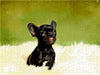 Niedlicher Hundewelpe - CALVENDO Foto-Puzzle - calvendoverlag 29.99