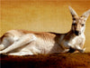Känguru - CALVENDO Foto-Puzzle - calvendoverlag 29.99