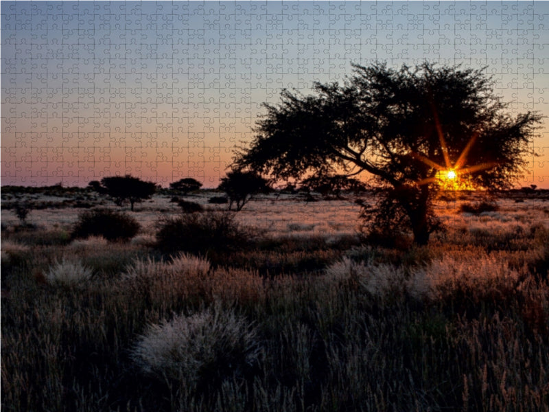 Akazienbaum in der Kalahari-Wüste in Namibia - CALVENDO Foto-Puzzle - calvendoverlag 34.99