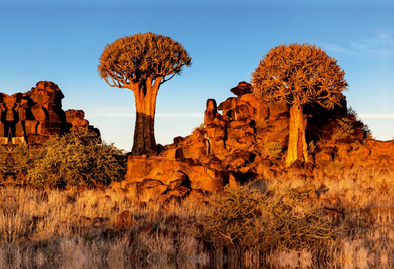 Premium Textil-Leinwand Premium Textil-Leinwand 75 cm x 50 cm quer Köcherbaum im Abendlicht in der Namib Wüste in Namibia