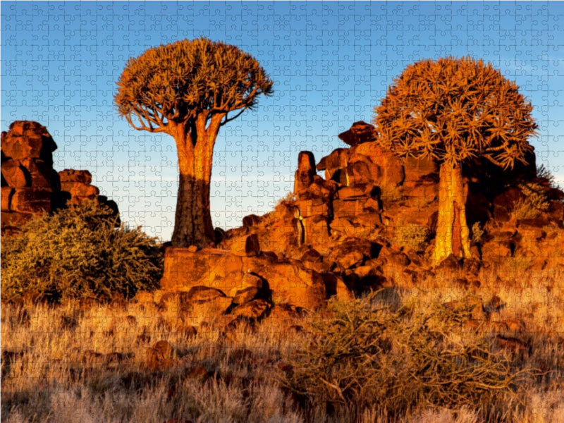 Köcherbaum im Abendlicht in der Namib Wüste in Namibia - CALVENDO Foto-Puzzle - calvendoverlag 34.99