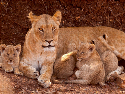 Wilde Löwen - CALVENDO Foto-Puzzle - calvendoverlag 29.99