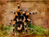 Vogelspinne - CALVENDO Foto-Puzzle - calvendoverlag 29.99