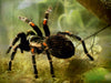 Vogelspinne - CALVENDO Foto-Puzzle - calvendoverlag 29.99