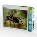 Vogelspinne - CALVENDO Foto-Puzzle - calvendoverlag 29.99