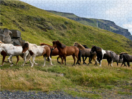 Islandpferdeherde - CALVENDO Foto-Puzzle - calvendoverlag 29.99