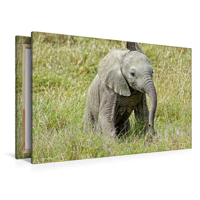 Premium Textil-Leinwand Premium Textil-Leinwand 120 cm x 80 cm quer Elefant.....kleiner Jumbo