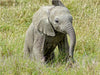 Elefant.....kleiner Jumbo - CALVENDO Foto-Puzzle - calvendoverlag 29.99