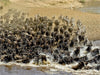 Die grosse Wanderung in der Masai Mara....Gnus und Zebras - CALVENDO Foto-Puzzle - calvendoverlag 29.99
