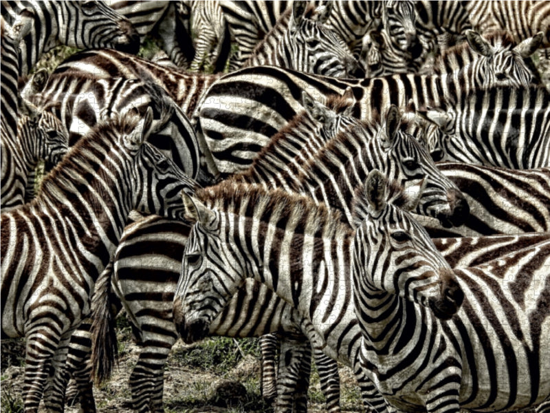 Zebras....schwarz- weiss streifen - CALVENDO Foto-Puzzle - calvendoverlag 30.99