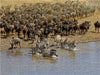 Zebras....Wildlife am Marafluss - CALVENDO Foto-Puzzle - calvendoverlag 30.99