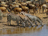 Zebras....Streifen am Wasser - CALVENDO Foto-Puzzle - calvendoverlag 30.99