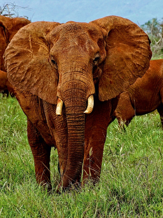 Elefant....auf Safari - CALVENDO Foto-Puzzle - calvendoverlag 30.99