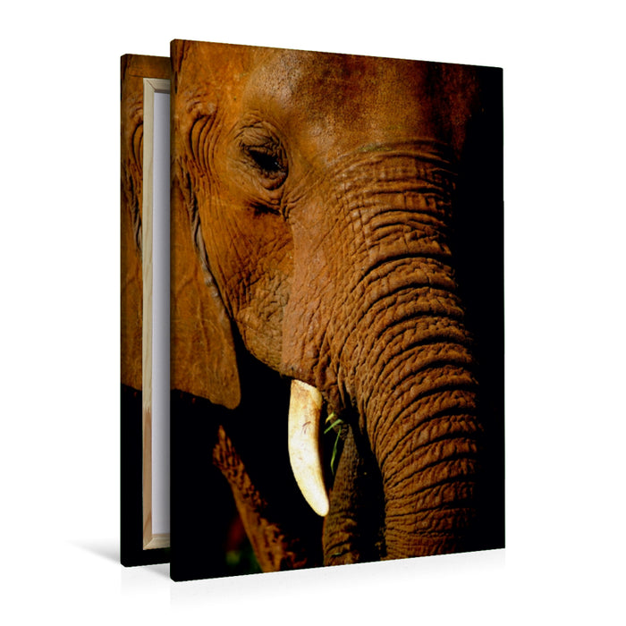 Premium Textil-Leinwand Premium Textil-Leinwand 80 cm x 120 cm  hoch Elefant.....Auge in Auge