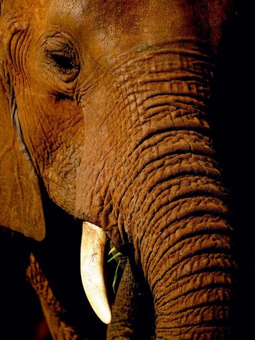 Elefant.....Auge in Auge - CALVENDO Foto-Puzzle - calvendoverlag 30.99