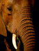 Elefant.....Auge in Auge - CALVENDO Foto-Puzzle - calvendoverlag 30.99