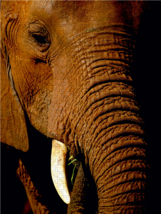 Elefant.....Auge in Auge - CALVENDO Foto-Puzzle - calvendoverlag 30.99