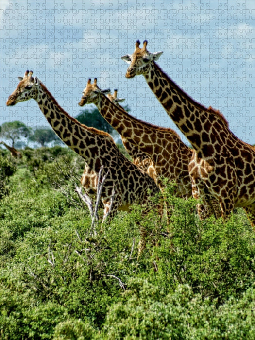 Giraffen. Voller Stolz und Grazie - CALVENDO Foto-Puzzle - calvendoverlag 29.99