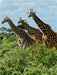 Giraffen. Voller Stolz und Grazie - CALVENDO Foto-Puzzle - calvendoverlag 29.99