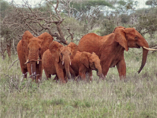 Elefantenherde mit Jungtieren - CALVENDO Foto-Puzzle - calvendoverlag 30.99