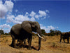 Elefantenherde in Afrika - CALVENDO Foto-Puzzle - calvendoverlag 29.99