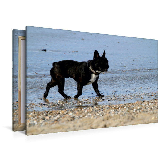 Premium Textil-Leinwand Premium Textil-Leinwand 120 cm x 80 cm quer HUND AM STRAND