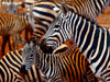 Zebras im Tsavo Ost - CALVENDO Foto-Puzzle - calvendoverlag 30.99