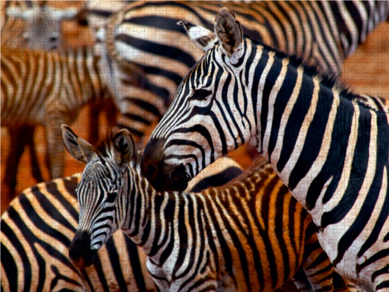Zebras im Tsavo Ost - CALVENDO Foto-Puzzle - calvendoverlag 30.99