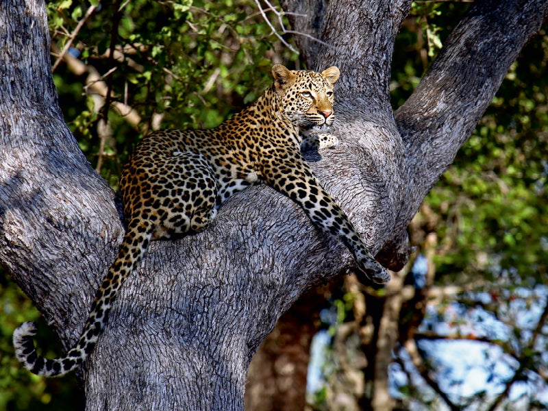 Leopard im Baum, Afrika - CALVENDO Foto-Puzzle - calvendoverlag 29.99