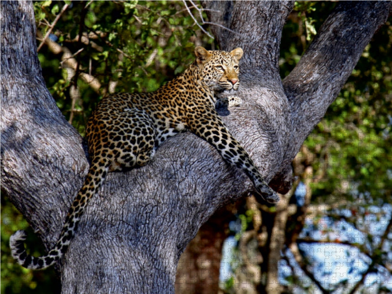 Leopard im Baum, Afrika - CALVENDO Foto-Puzzle - calvendoverlag 29.99