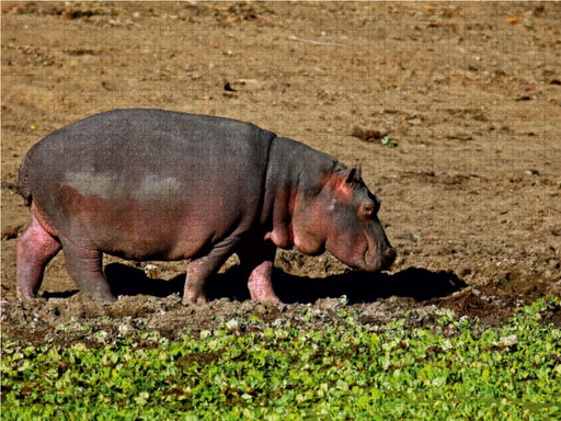 Hippo auf Landgang, Afrika - CALVENDO Foto-Puzzle - calvendoverlag 29.99