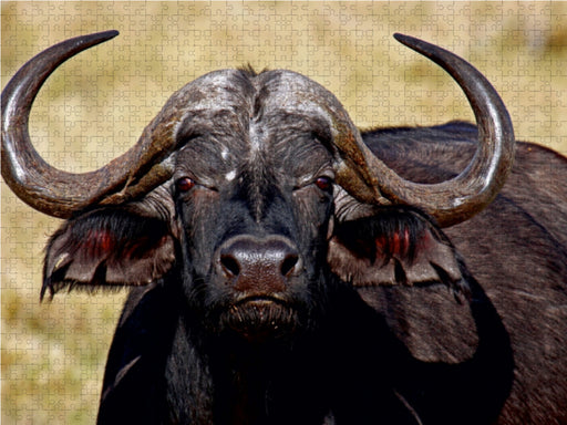 Kaffernbüffel in Afrika - CALVENDO Foto-Puzzle - calvendoverlag 29.99
