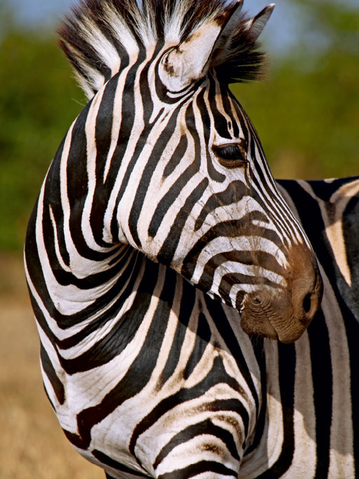 Blick zurück, Südafrika - CALVENDO Foto-Puzzle - calvendoverlag 29.99