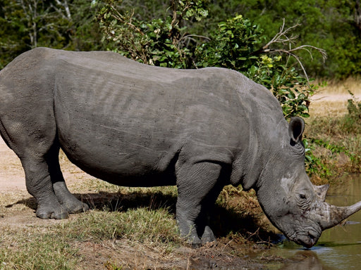 Wasserstopp fürs Nashorn - CALVENDO Foto-Puzzle - calvendoverlag 29.99