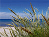 Strandgräser - CALVENDO Foto-Puzzle - calvendoverlag 29.99